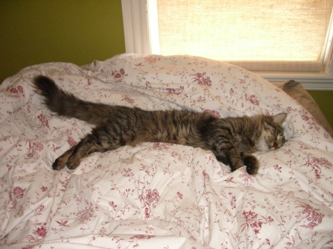 Roscoe settles in at home on his first day. 